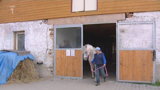 Záchranná služba koní