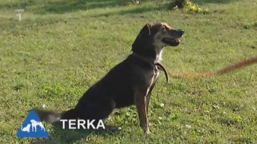 Nabídka pejsků bude z domova pro zvířata Minaret.