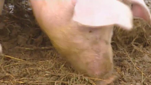 Nové možnosti ustájení prasnic