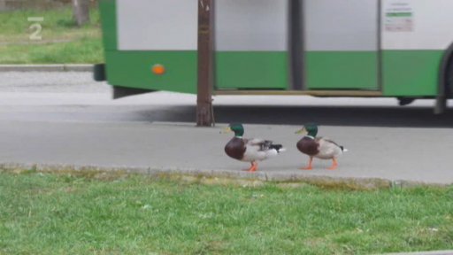 Seriálu o ekologii: Projekt druhové ochrany