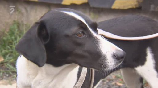 Soutěž o nejlepší příběh ze života se zvířaty