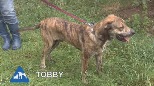 Nabídka z útulku ve Znojmě-Příměticích