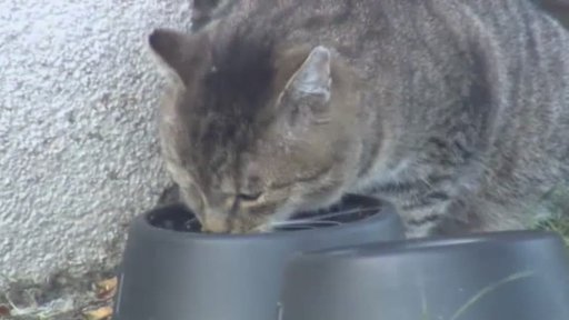 Volně žijící kočky