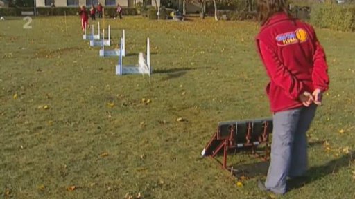 Australská kelpie Breezy