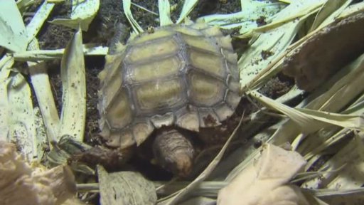 Exotická zvířata: suchozemské želvy