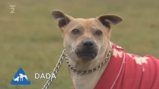 Nabídka psů z útulku Na Bouchalce