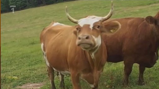 Horské boudy v okolí Pece pod Sněžkou