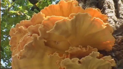 Arboretum Bílá Lhota