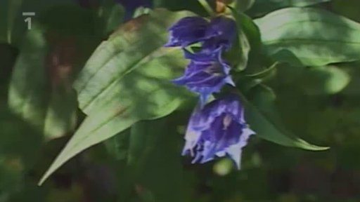 Krkonoše údolím Bílého Labe