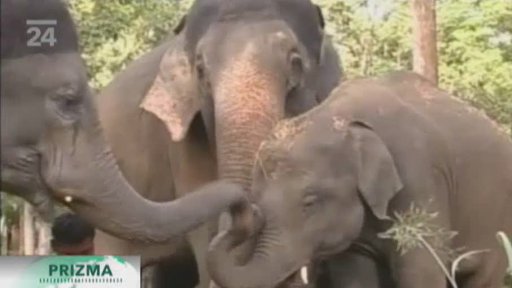 Sloni ničí zemědělské pozemky, zahání je tygří řev
