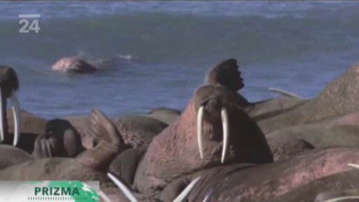 Globální oteplování ohrožuje mrože