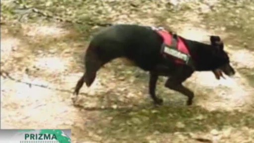 Roboty si berou ze zvířat