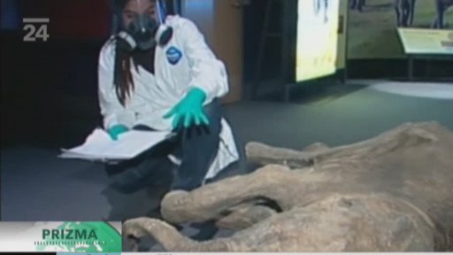 V USA vystavují mamutí mládě