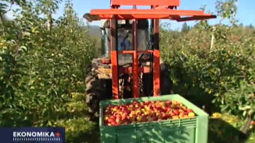 Sonda: České ovocnářství