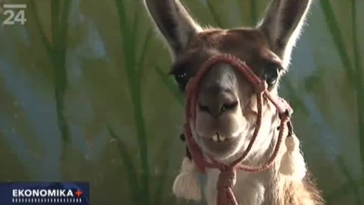 Malý byznys: Terapie pomocí lam