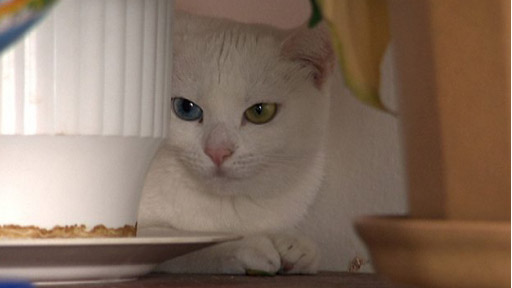 Jak se chovat ke… kočkám a křečkům