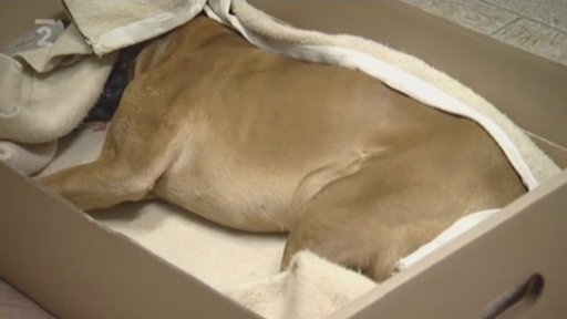 Zvířecí krematorium