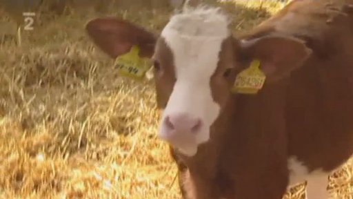 Geneticky modifikované organismy