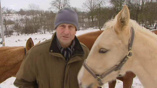 Nezvladatelný hřebec