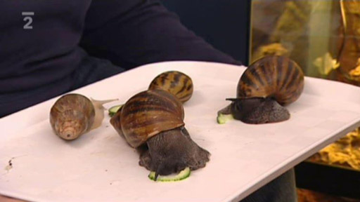 Šneci Achatina Achatina