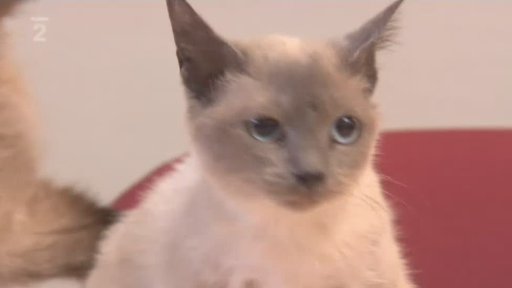 Množírny a divoké chovy psů a koček