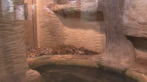 Seriál o chovu exotických zvířat