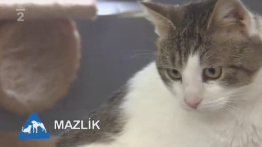 Nabídka koček z Azylu Bona v Kozlech u České Lípy