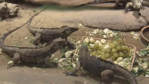 Seriál o chovu exotických zvířat