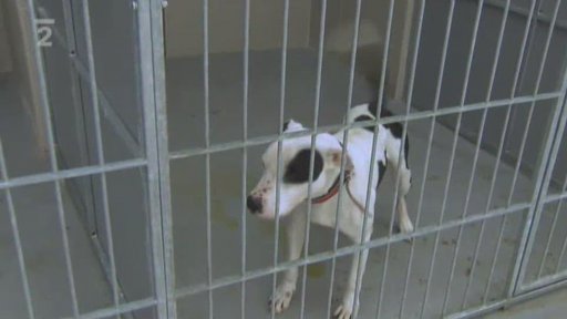 Nový útulek pro opuštěné a týrané psy