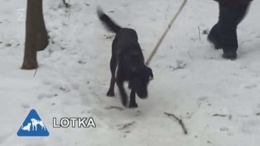 Nabídka pejsků z útulku pro zvířata v nouzi v Plzni – Borských polích