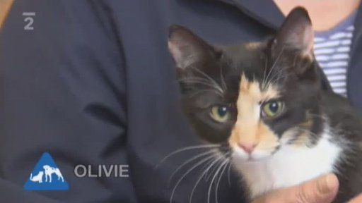 Nabídka opuštěných koček z depozita sdružení dobrovolníků v Přelouči