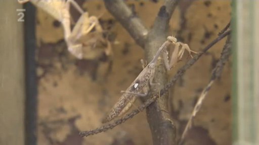 Chov exotů: Kudlanka