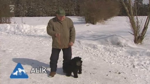 Nabídka pejsků: Útulek pro psy MAJÁK