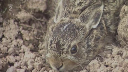 Záchranná stanice mláďat volně žijících zvířat