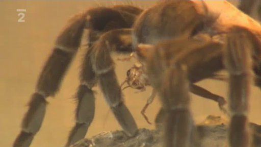 Chov exotu sklípkani