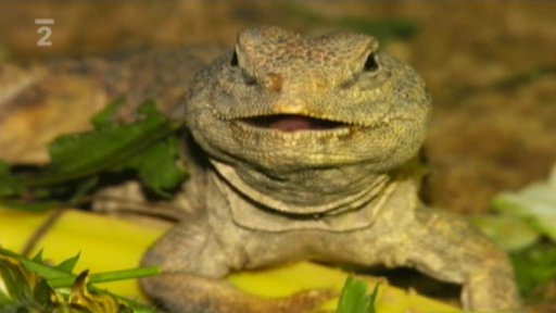 Seriál o chovu exotů