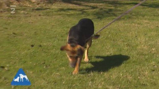 Útulek pro toulavá a opuštěná zvířata v Děčíně