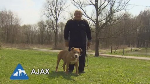 Nabídka pejsků z útulku v Chebu