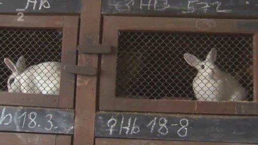 Kroužek zooterapie a chovatelský speciál.