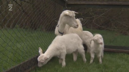 Seriál o hospodářských zvířatech