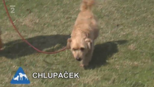 Nabídka z útulku Dášenka v Lučanech nad Nisou