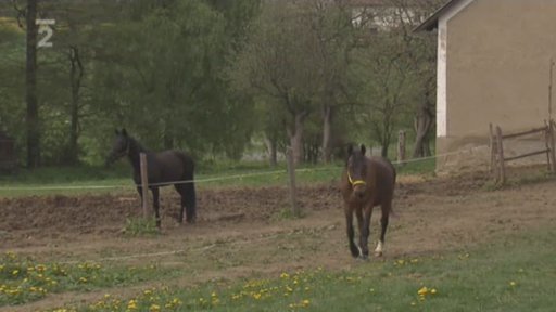 Třicetiletý koník Lusk