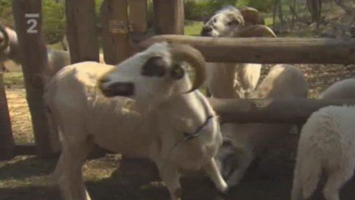 Seriál o hospodářských zvířatech