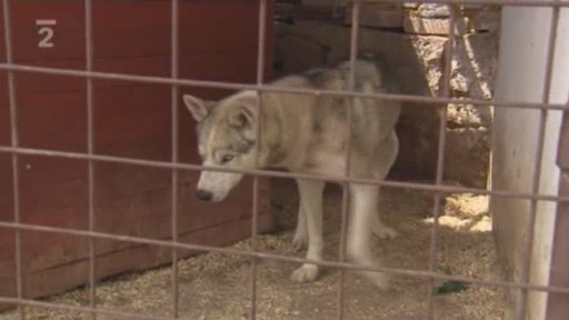 Nabídka pejsků z Rychnova nad Kněžnou