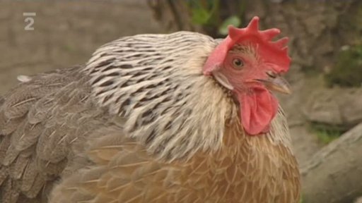 Seriál o hospodářských zvířatech