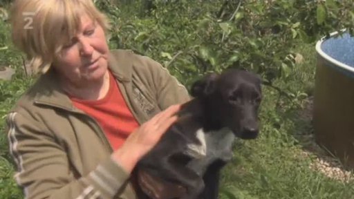 Neudržitelný stav chovu psů v soukromých rukou