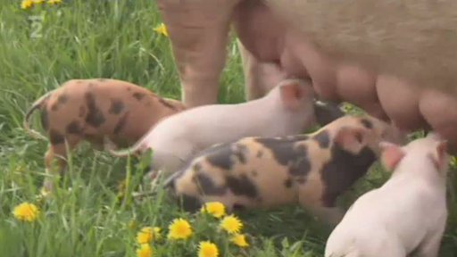 Miniseriál o hospodářských zvířatech