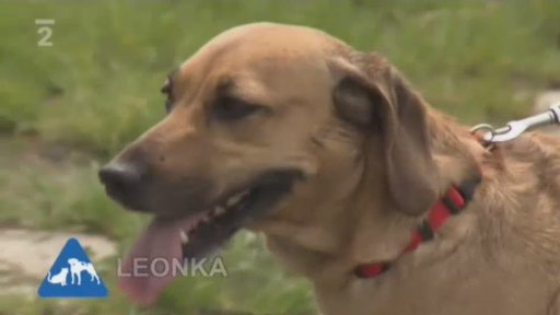 Nabídka z útulku Jaroslavy Kladivové