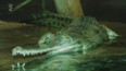 Miniseriál o zvířatech ze zoo