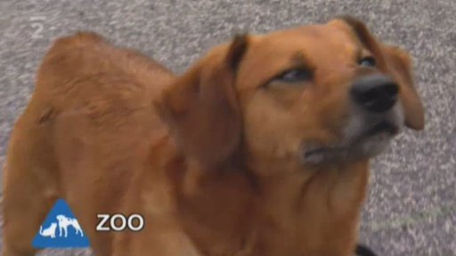 Nabídka psů a koček z Archy Liberec